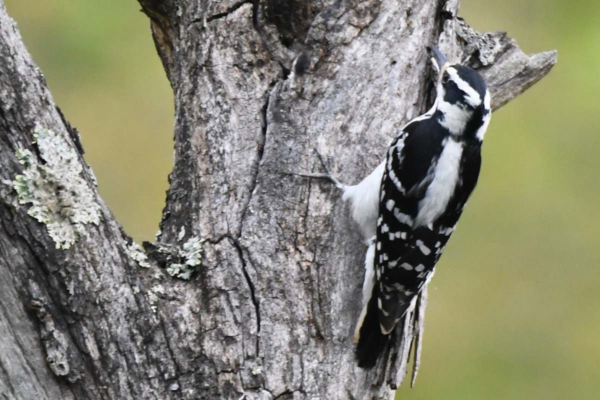 Hairy Woodpecker - ML620431544