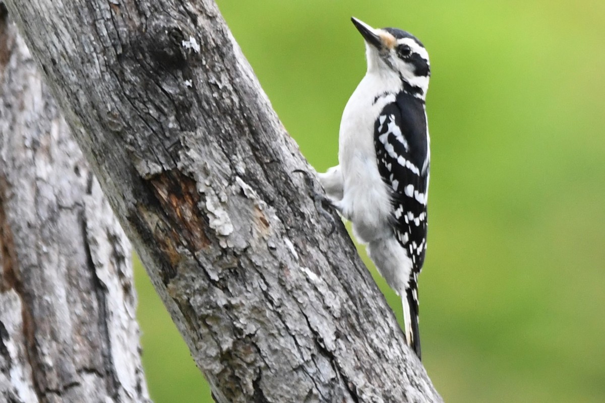 Hairy Woodpecker - ML620431545