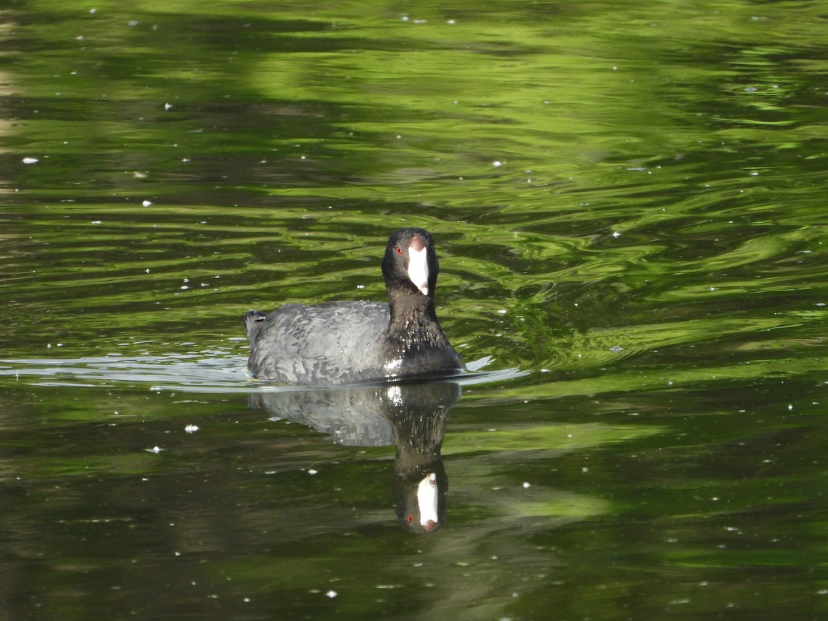 American Coot - ML620431553