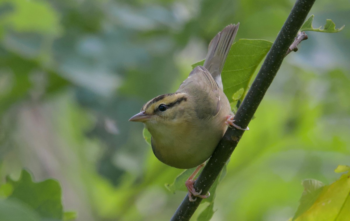 Worm-eating Warbler - ML620431557