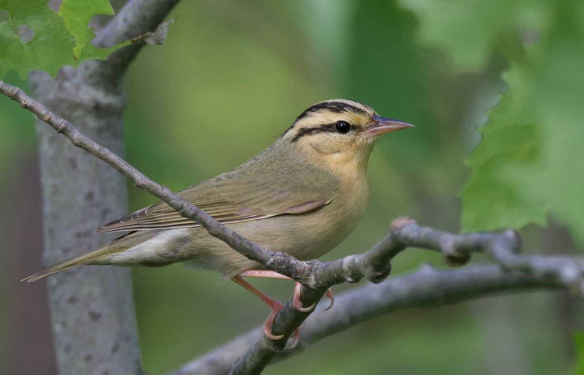 Worm-eating Warbler - ML620431558