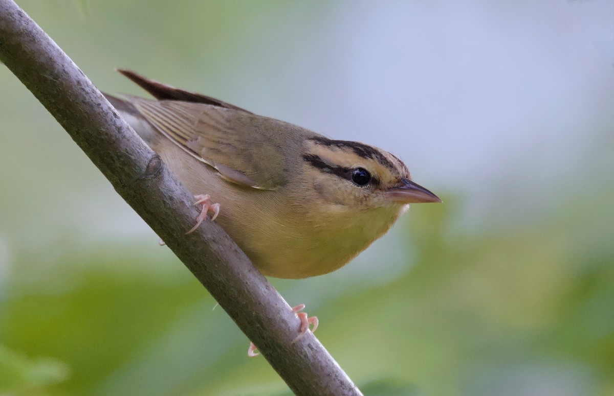 Worm-eating Warbler - ML620431559