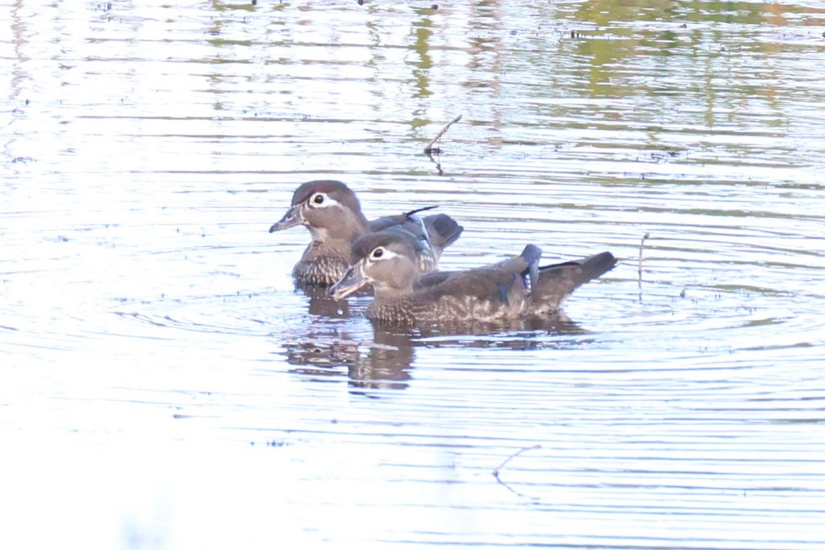 Wood Duck - ML620431562