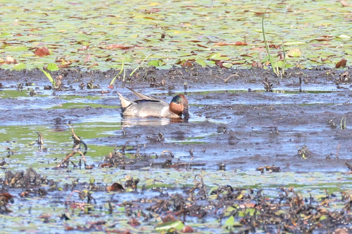 Green-winged Teal - ML620431564