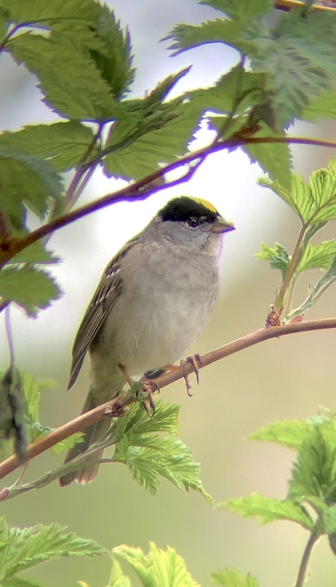 Golden-crowned Sparrow - ML620431565