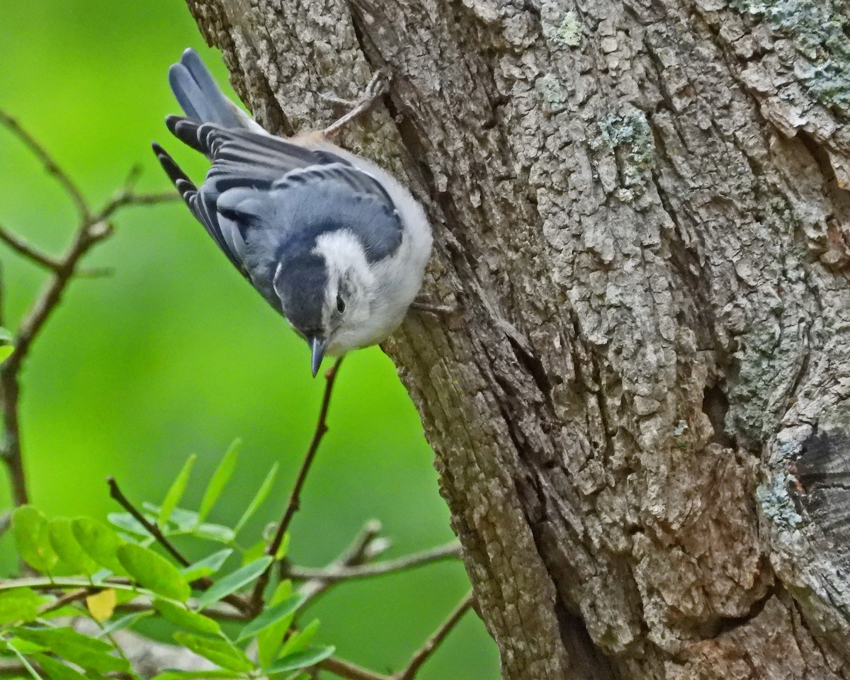 White-breasted Nuthatch - ML620431572