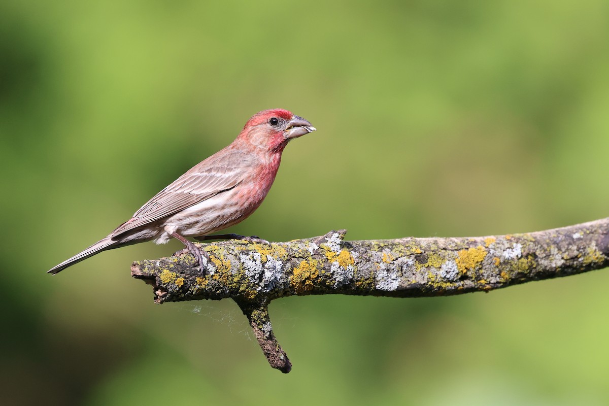 House Finch - ML620431575