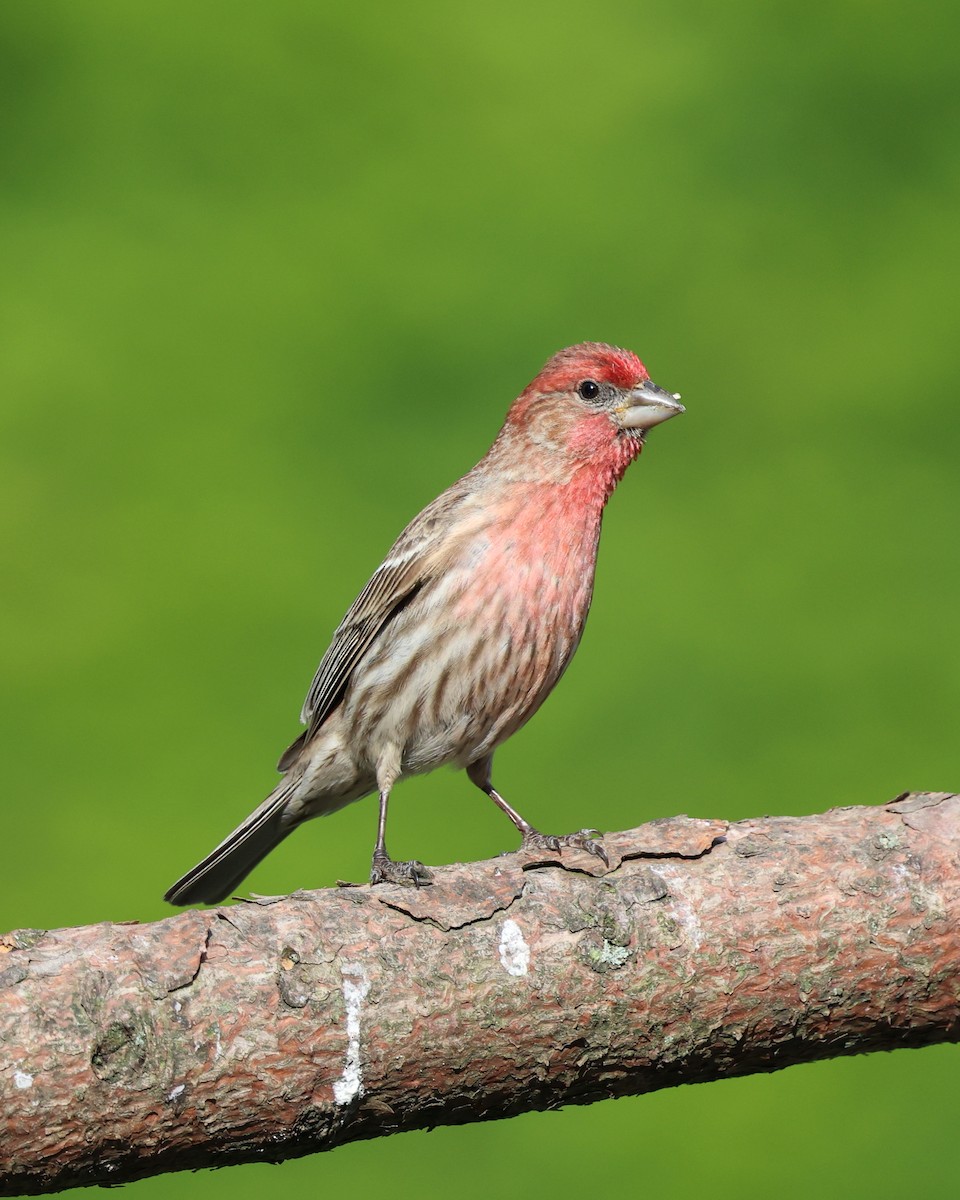 House Finch - ML620431576