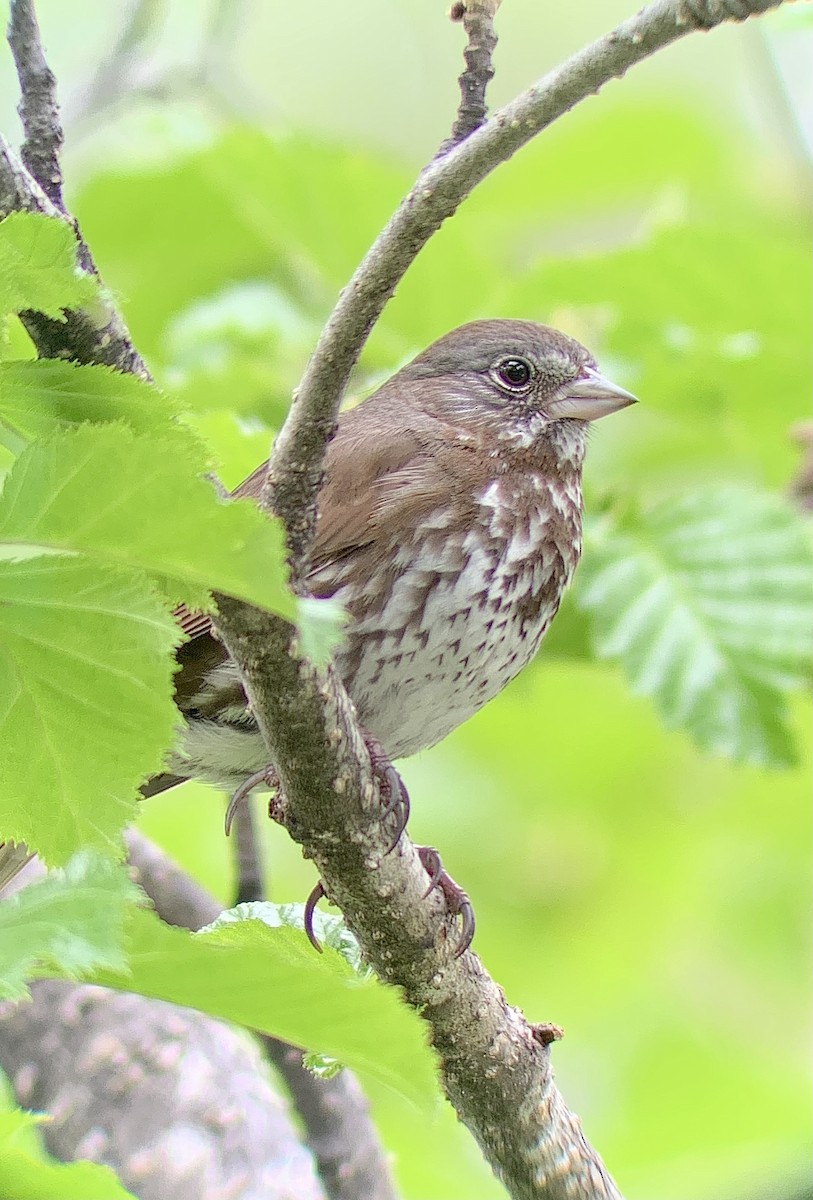 Fox Sparrow - ML620431588