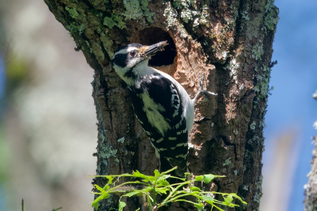 Hairy Woodpecker - ML620431590