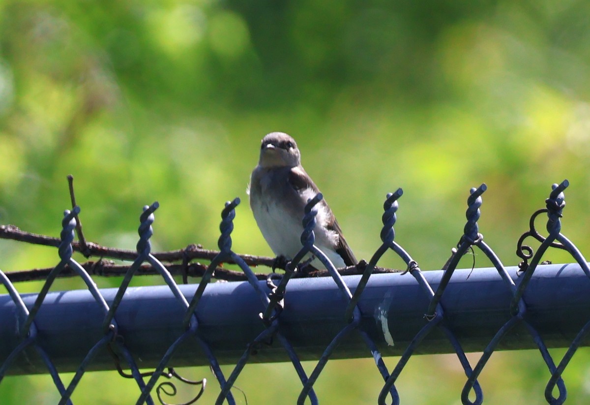 Northern Rough-winged Swallow - ML620431597