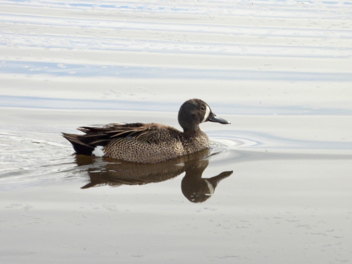 Blue-winged Teal - George Halmazna