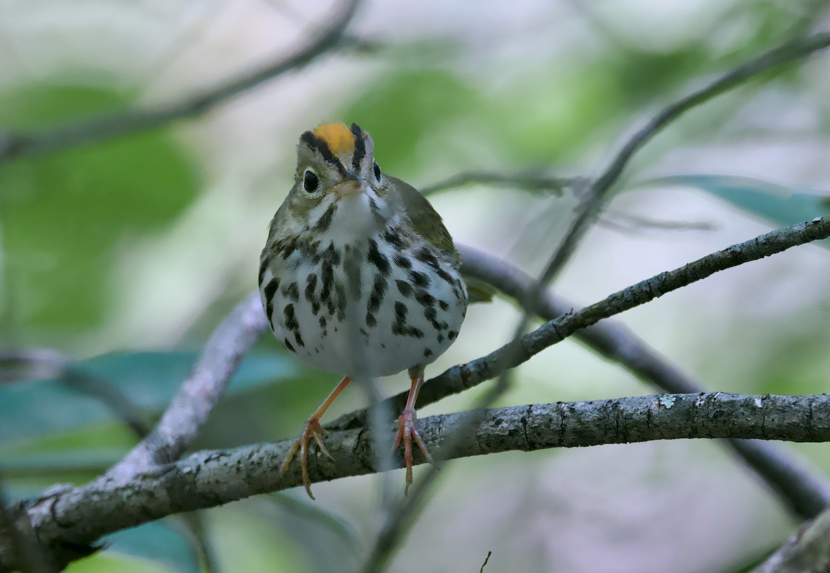 Ovenbird - ML620431599