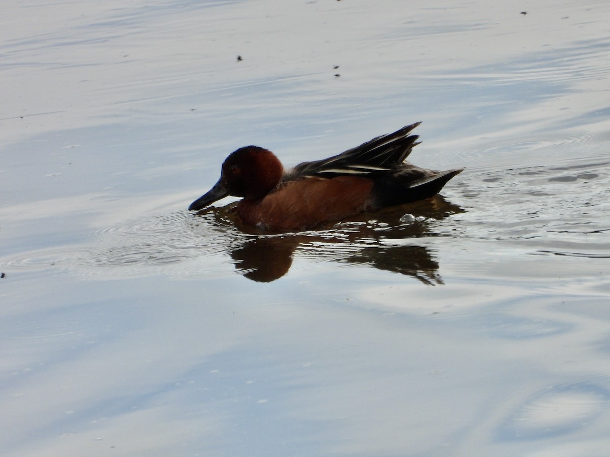 Cinnamon Teal - ML620431601