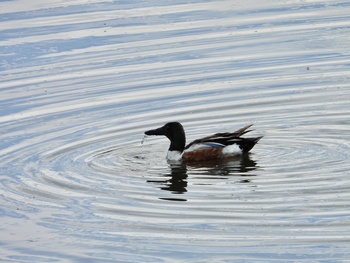 Canard souchet - ML620431602