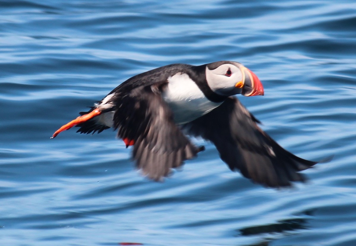 Atlantic Puffin - ML620431603