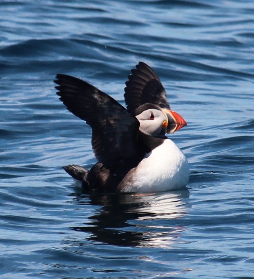 Atlantic Puffin - Milton Vine