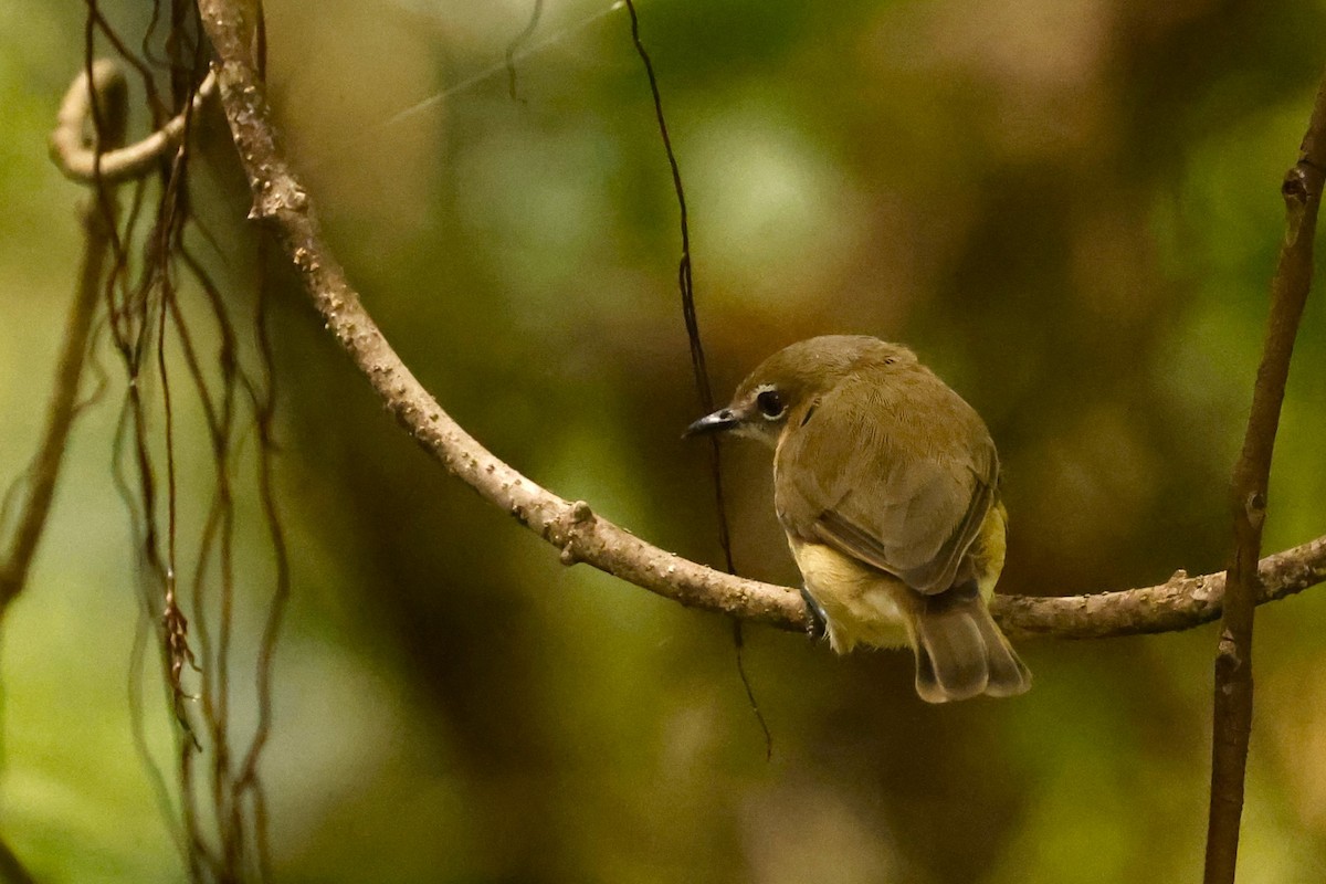 Large-billed Gerygone - ML620431608