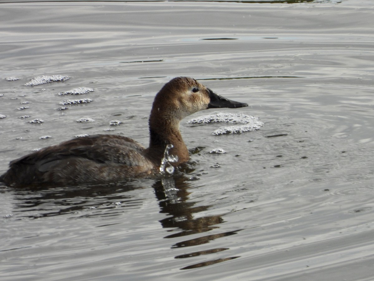 Canvasback - ML620431609