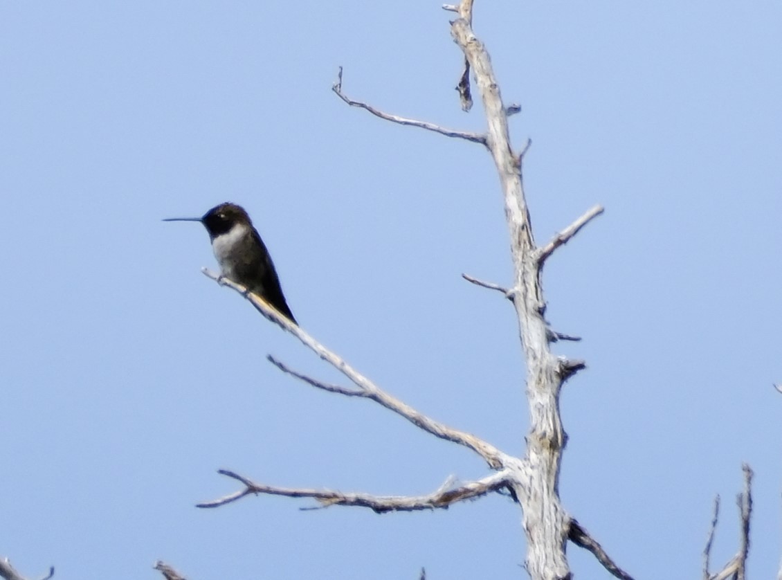 Black-chinned Hummingbird - Andrea Webb