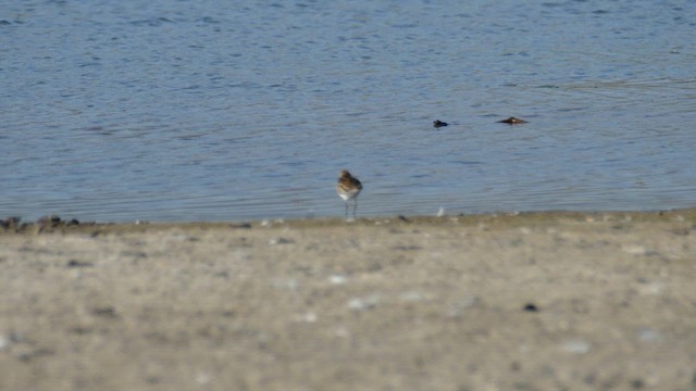 Bergstrandläufer - ML620431611