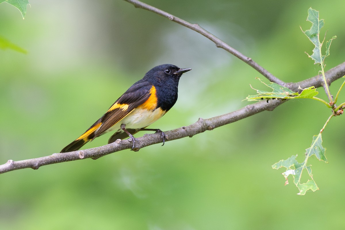 American Redstart - ML620431612