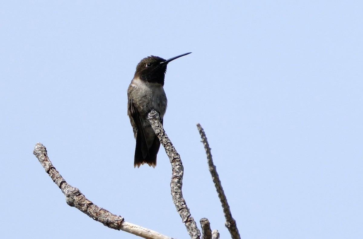 Black-chinned Hummingbird - ML620431614