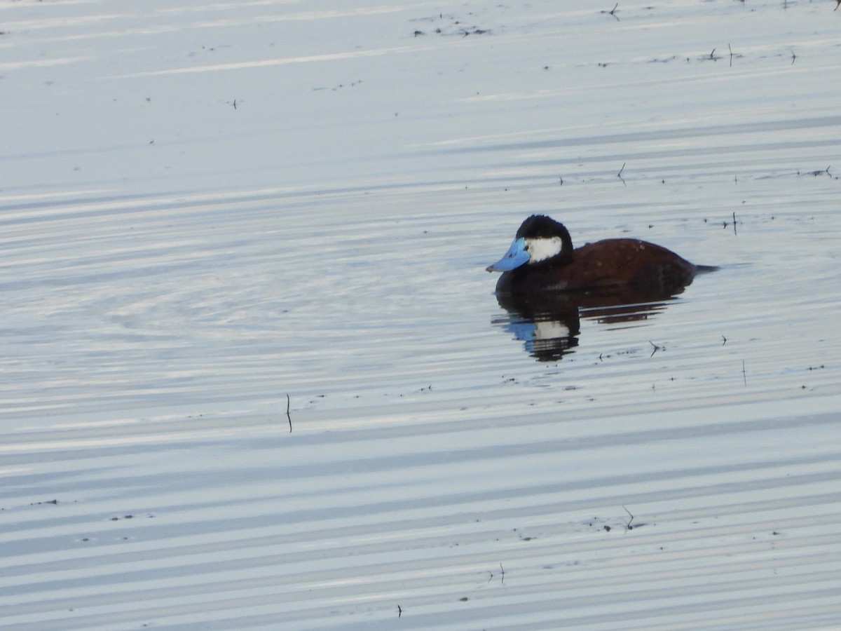 Ruddy Duck - ML620431615