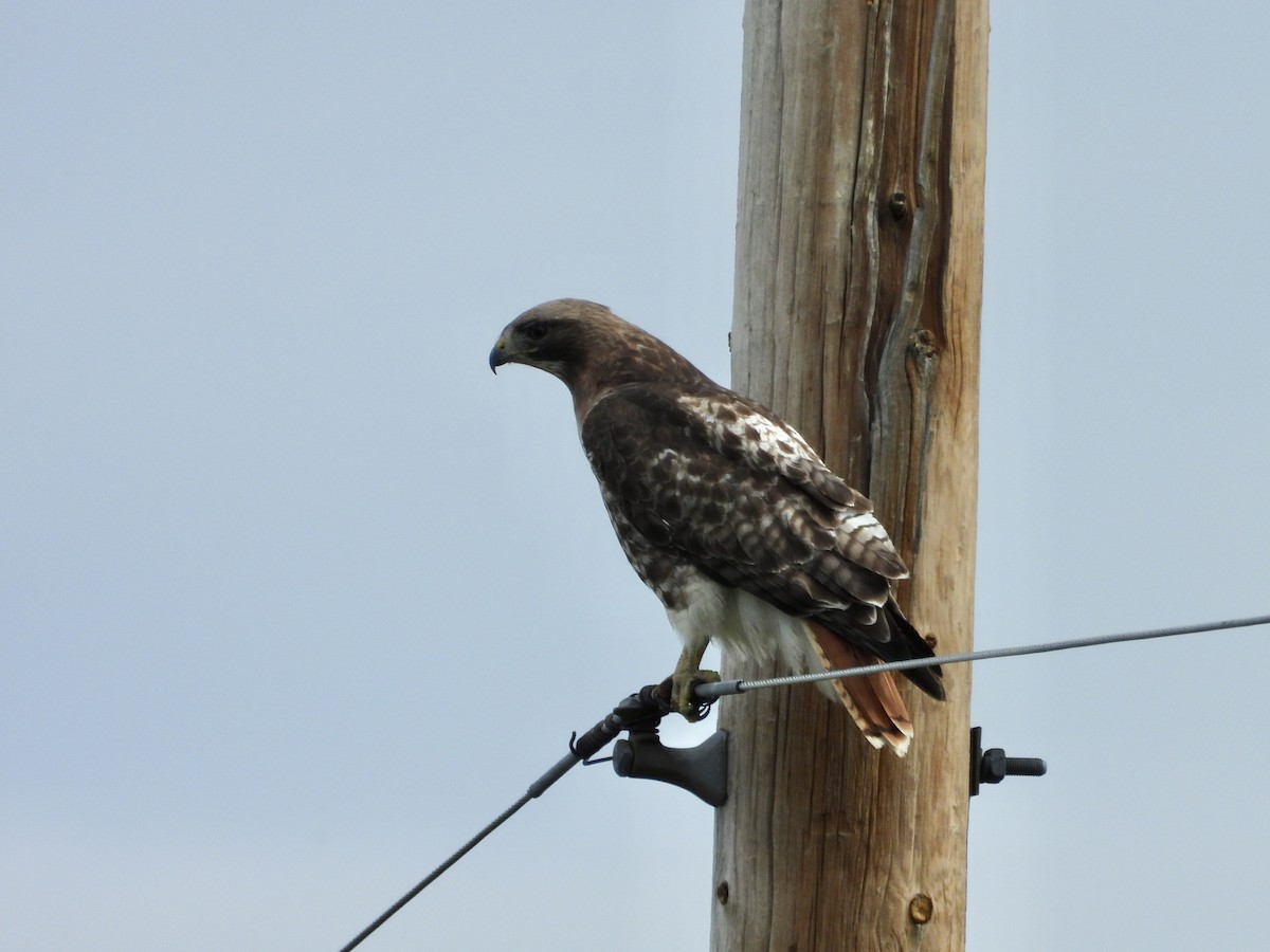 Red-tailed Hawk - ML620431618