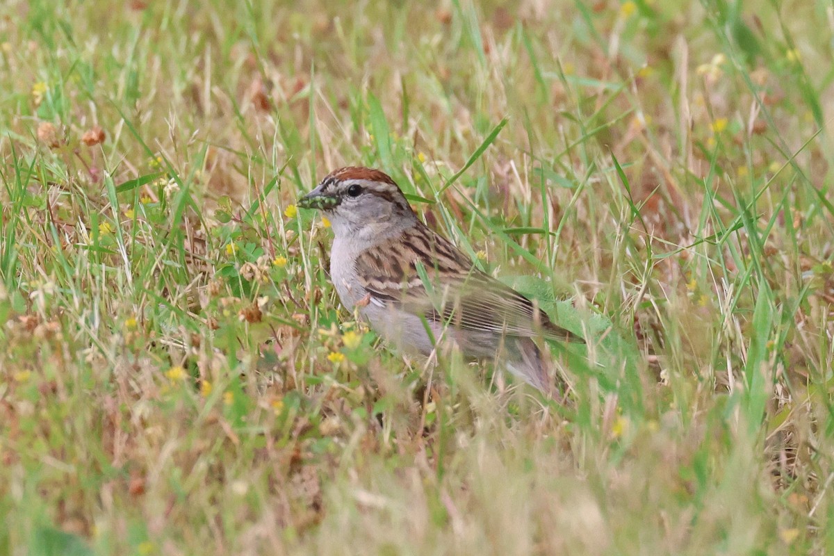 Chipping Sparrow - ML620431619