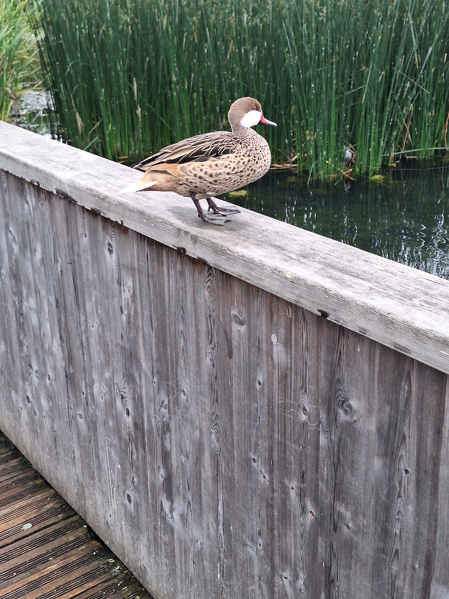 White-cheeked Pintail - ML620431620