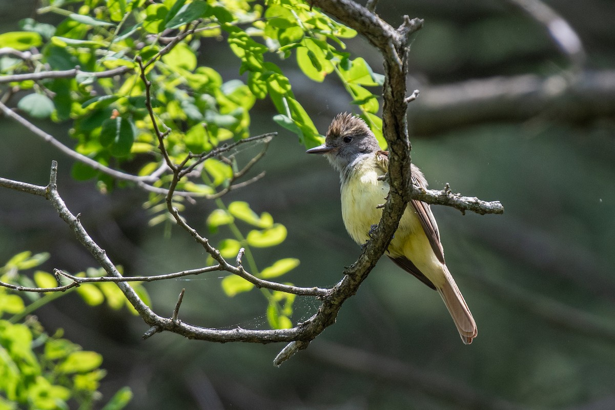 Great Crested Flycatcher - ML620431621