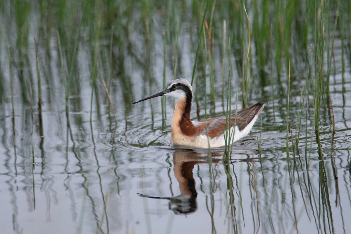 hvithalesvømmesnipe - ML620431622