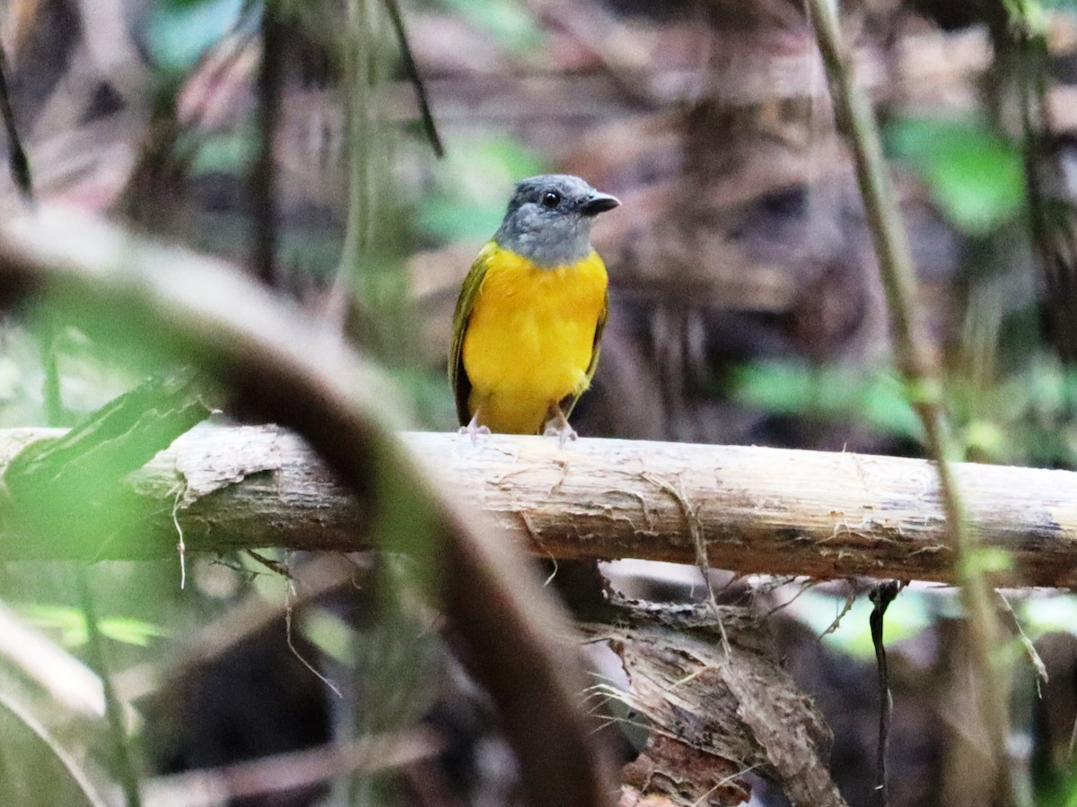 Gray-headed Tanager - ML620431624