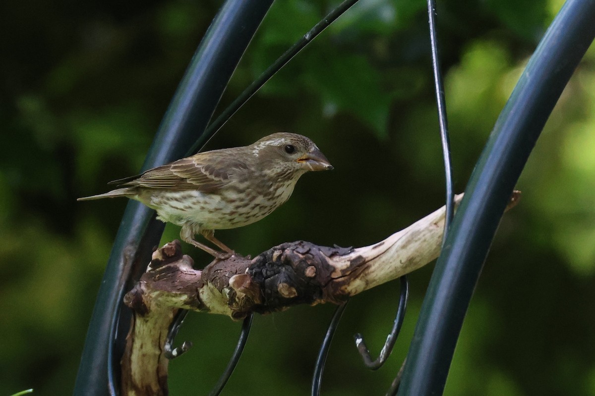 Purple Finch - ML620431626