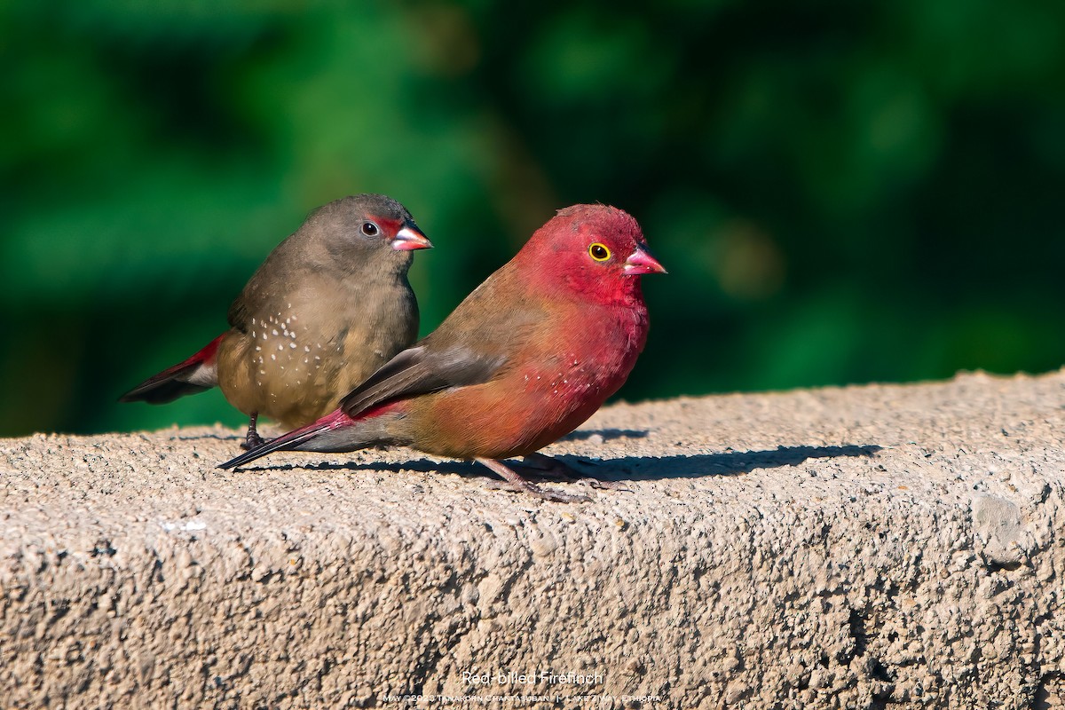 Red-billed Firefinch - ML620431627