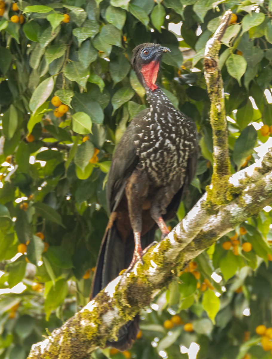 Crested Guan - ML620431629