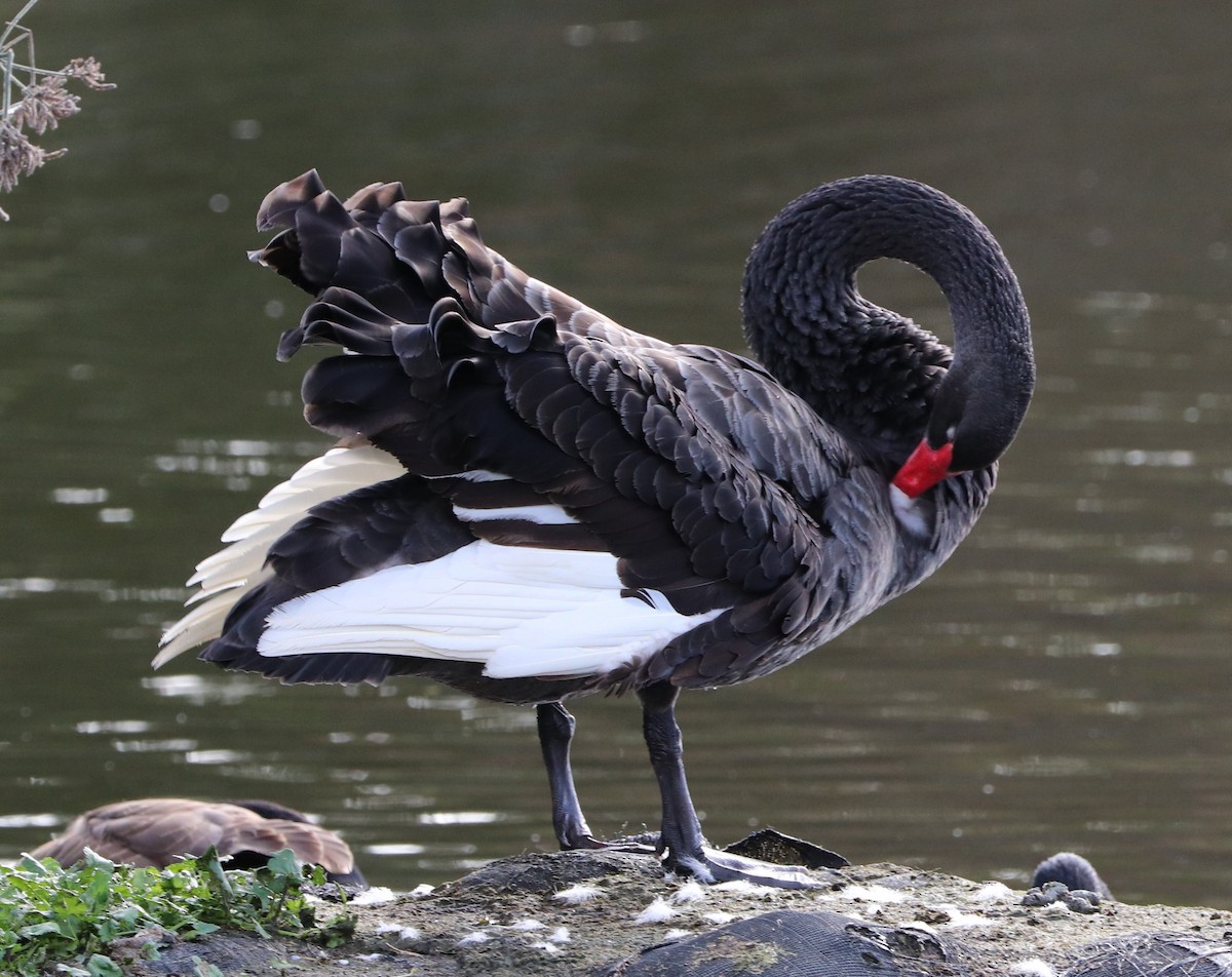 Black Swan - ML620431633