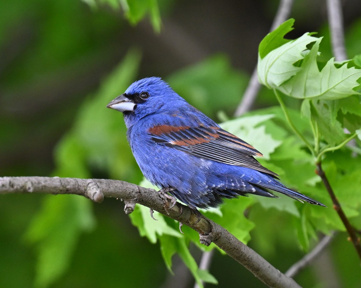 Blue Grosbeak - ML620431634