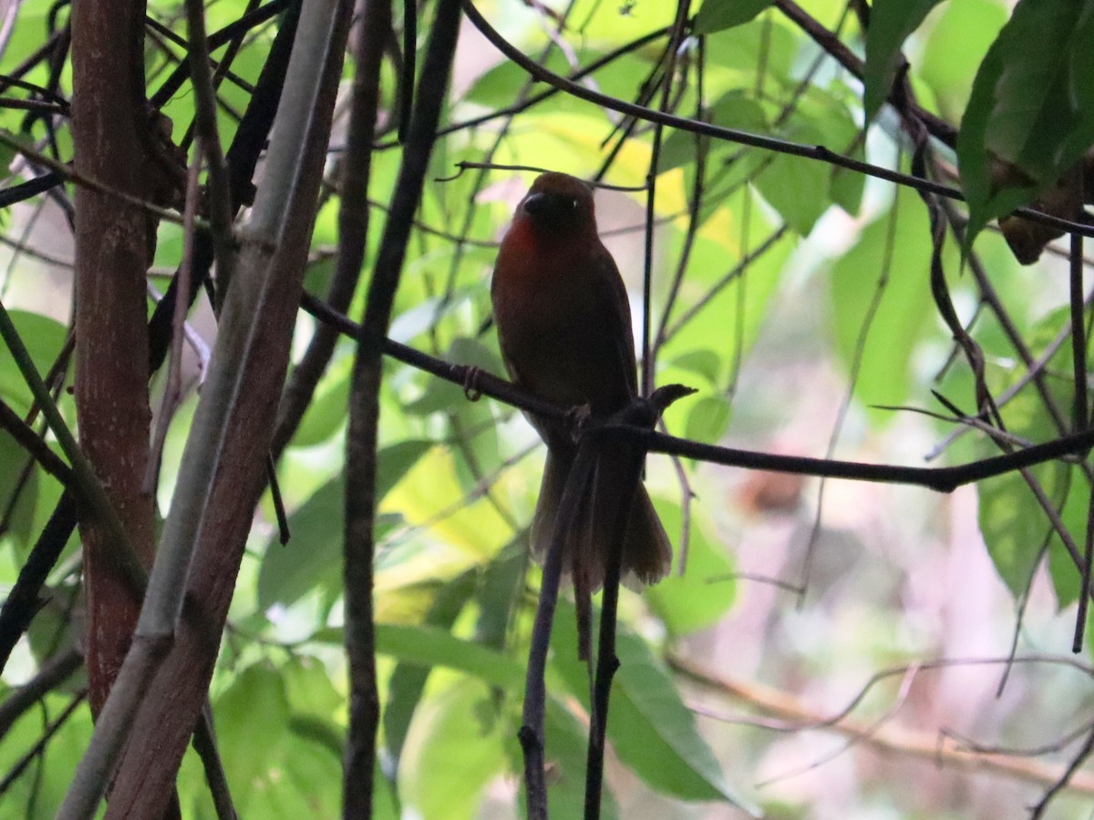 Red-throated Ant-Tanager - ML620431636