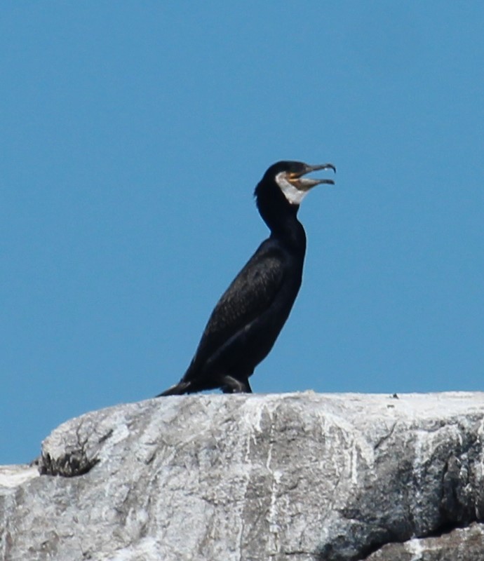 Great Cormorant (North Atlantic) - ML620431643