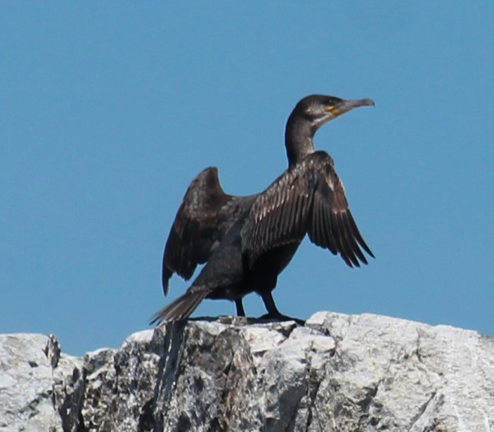 Great Cormorant (North Atlantic) - ML620431644