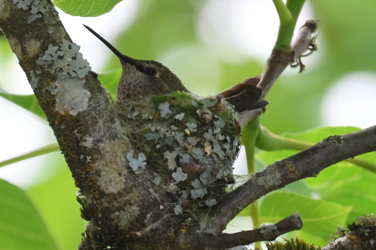 Anna's Hummingbird - ML620431646