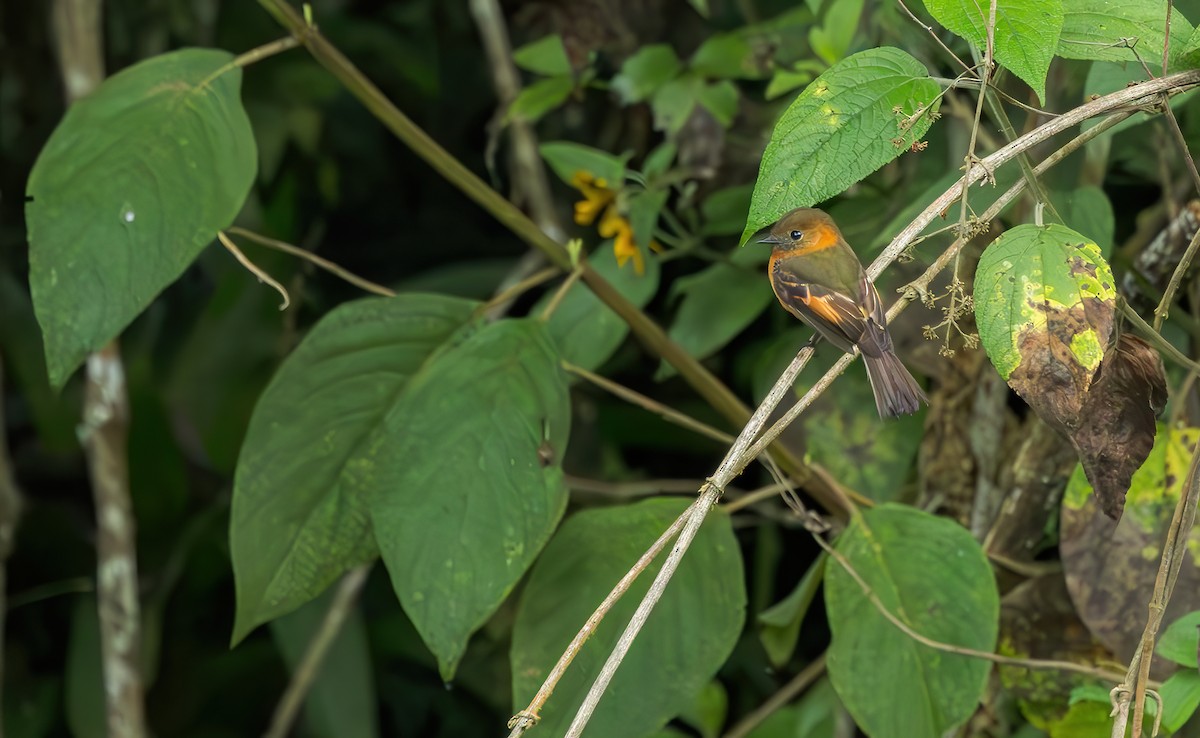 Cinnamon Flycatcher (Andean) - ML620431647