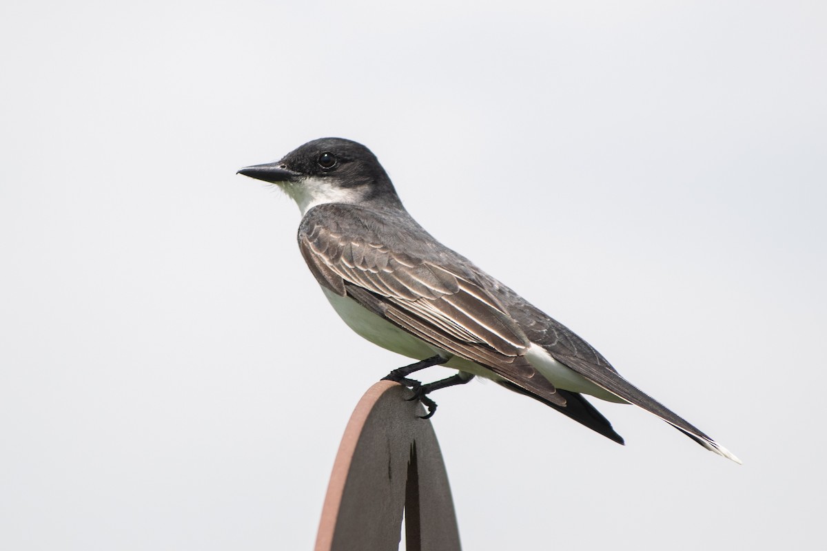 Eastern Kingbird - Austin Hribar