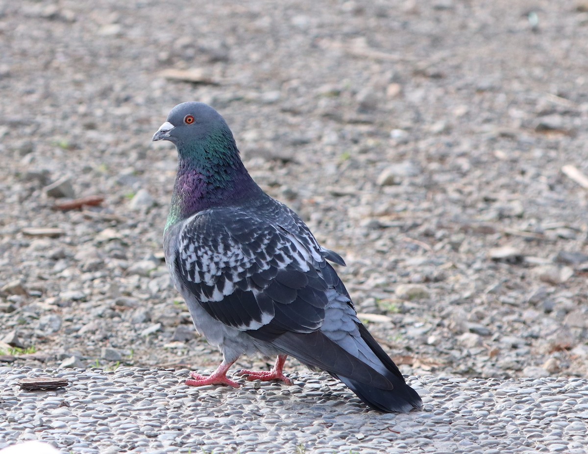 Rock Pigeon (Feral Pigeon) - ML620431651