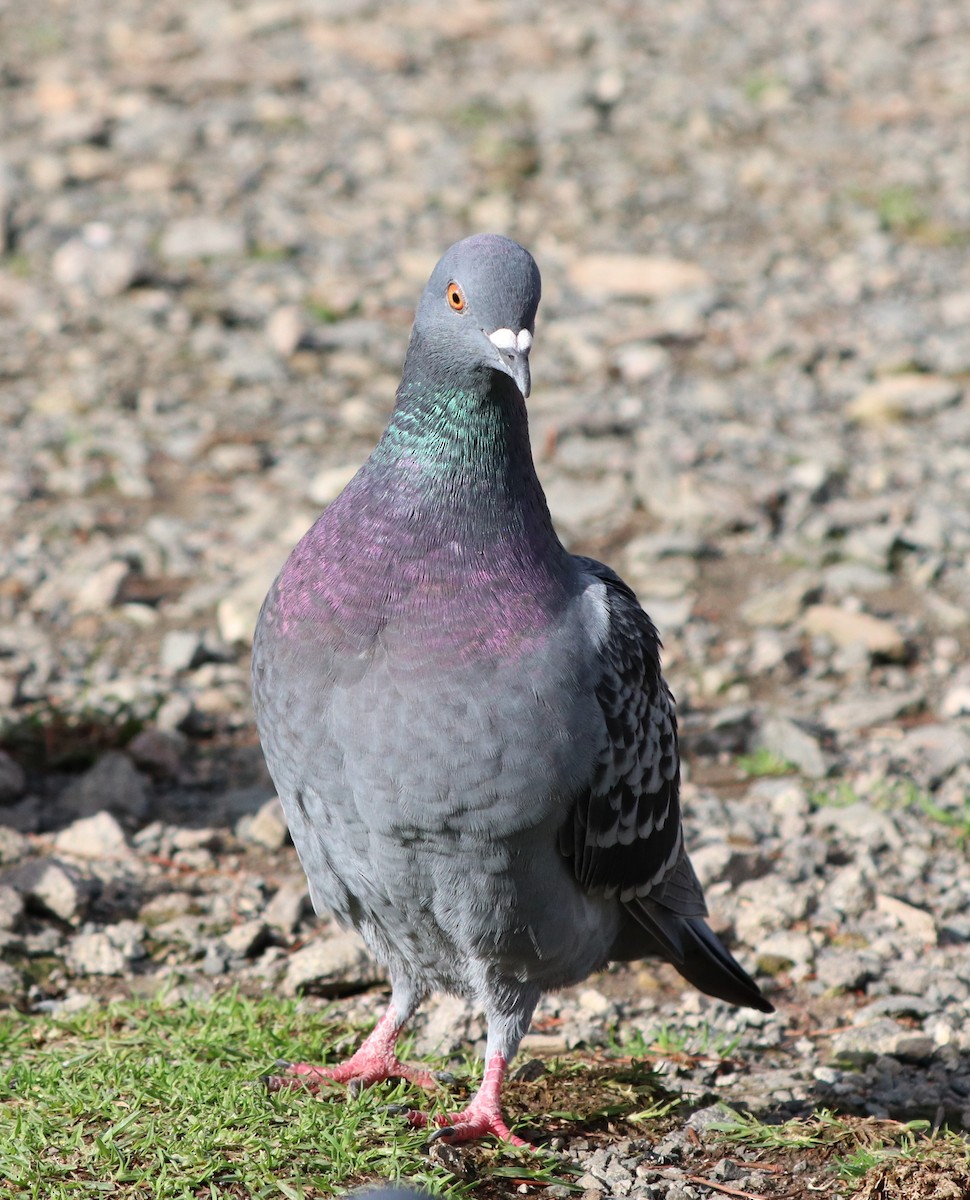 Rock Pigeon (Feral Pigeon) - ML620431652