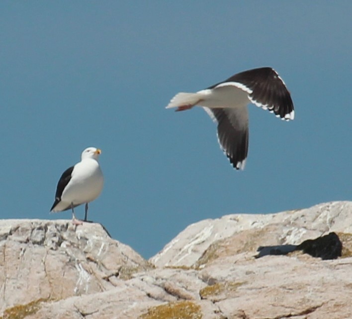 Great Black-backed Gull - ML620431660