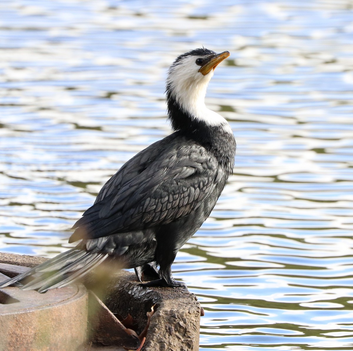 Little Pied Cormorant - ML620431664