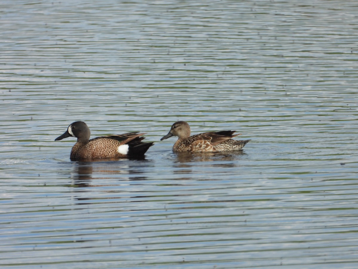 Blue-winged Teal - ML620431667